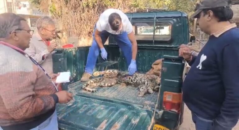 कुंभलगढ़ अभयारण्य में मिला तेंदुए का शव: वन विभाग ने किया अंतिम संस्कार